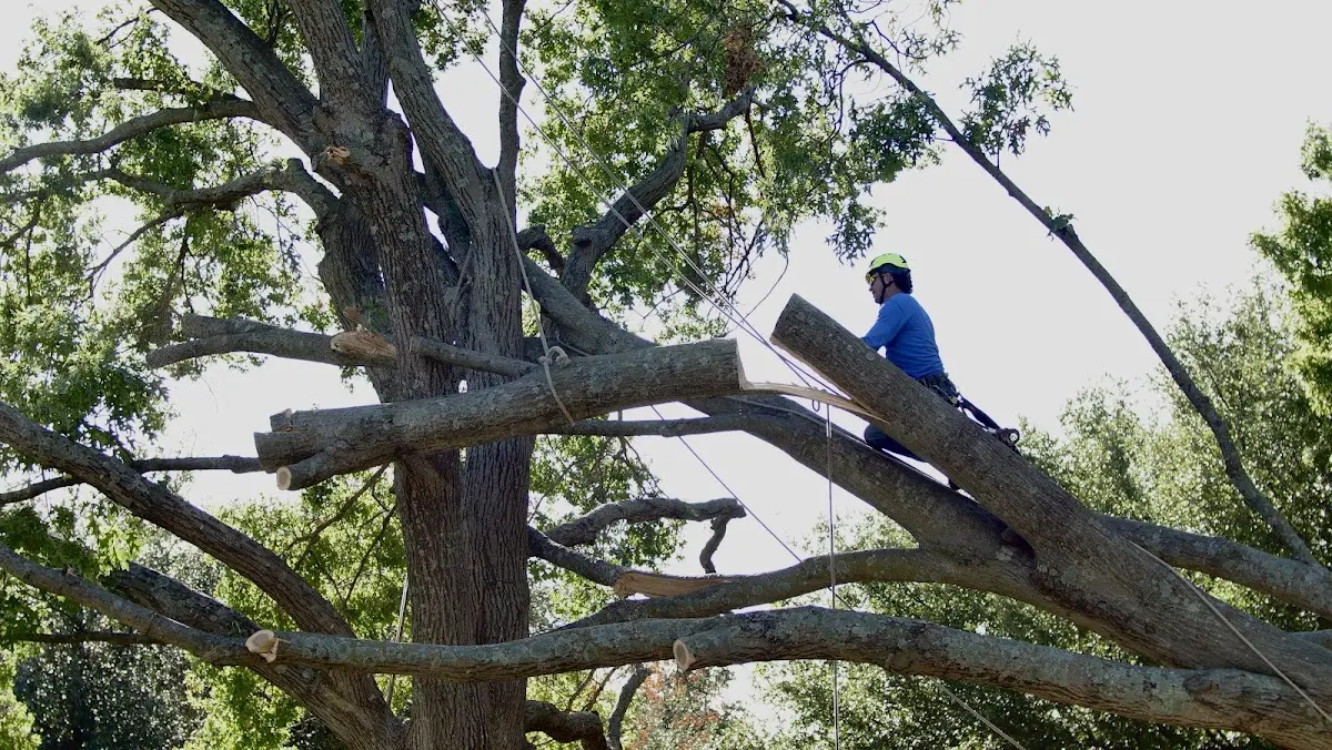 Professional Crown Thinning performed by certified arborists in Ville Platte