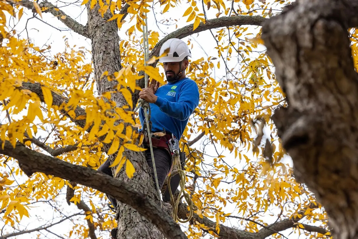 Skilled Tree Pruning crew working in Ville Platte