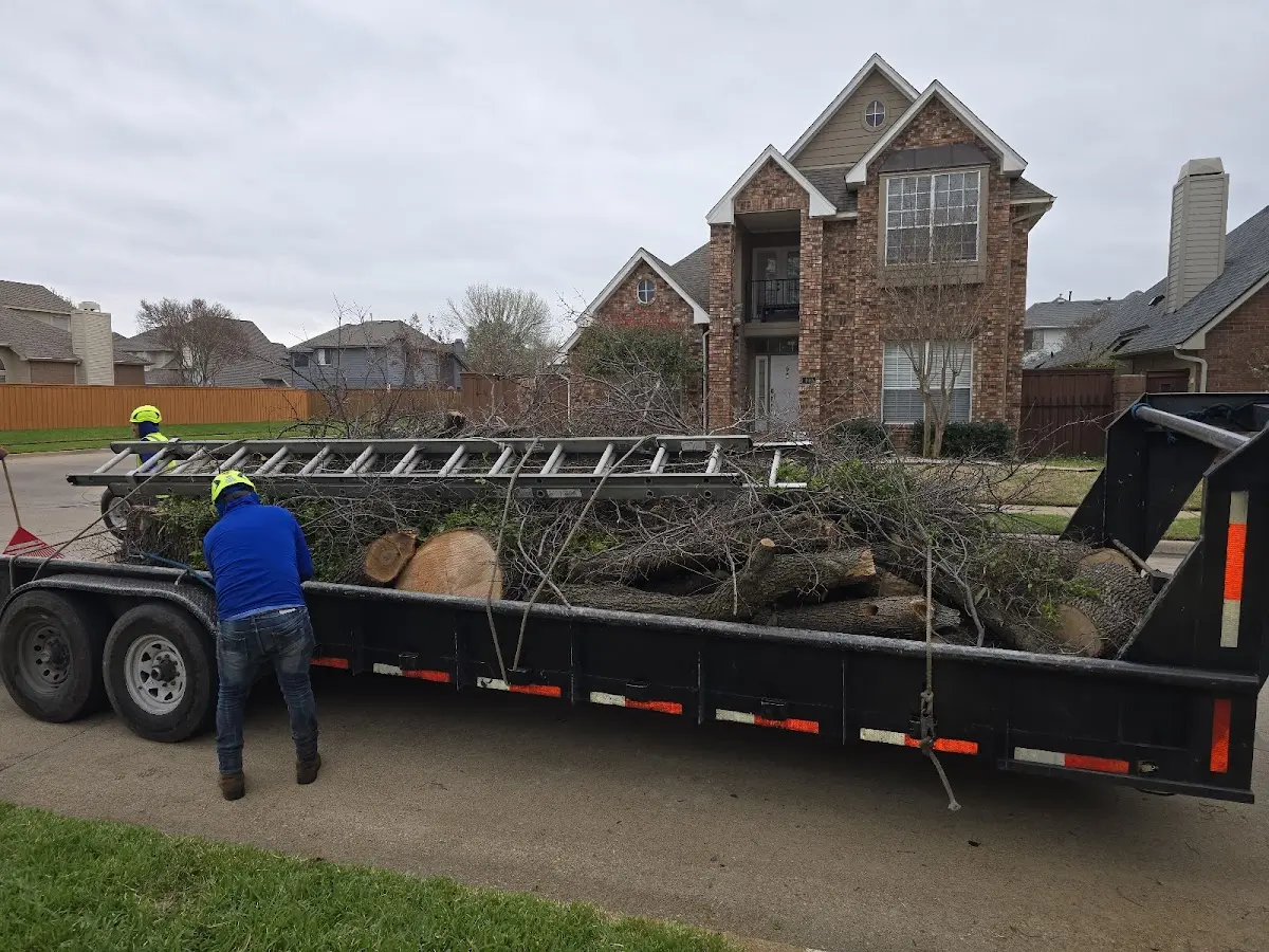 Expert Tree Removal with proper safety equipment in Ville Platte